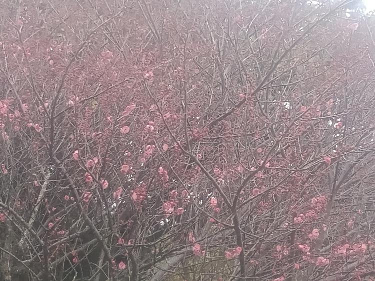 梦之星晨之醒
