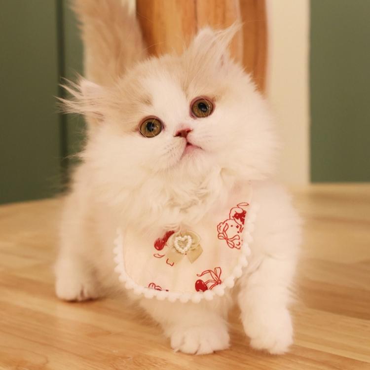 白爷的猫