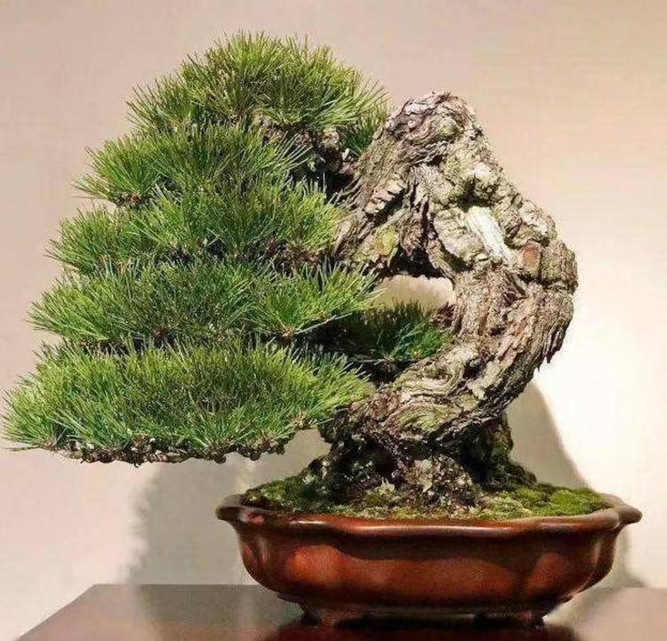 洛优苑花卉园艺场