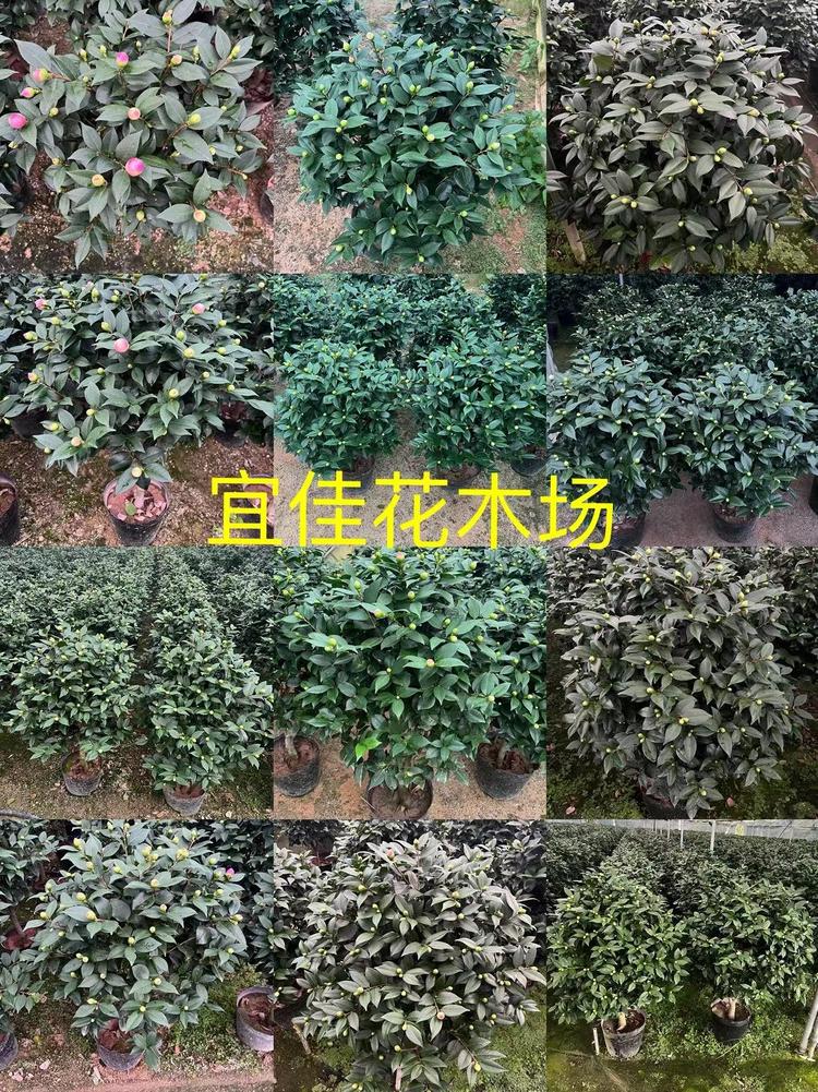 宜佳花木场