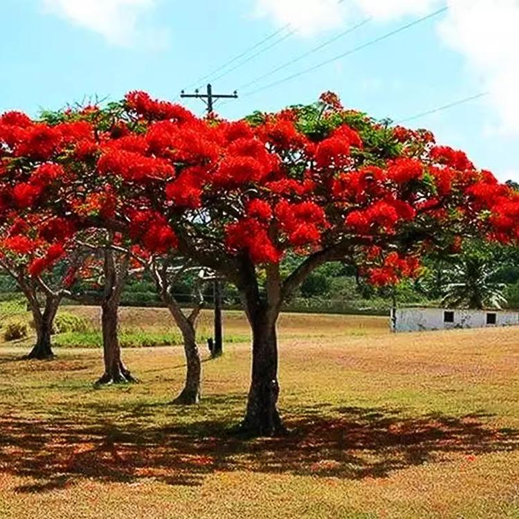 清心苗木基地