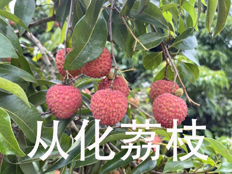 从化温泉荔枝供应链