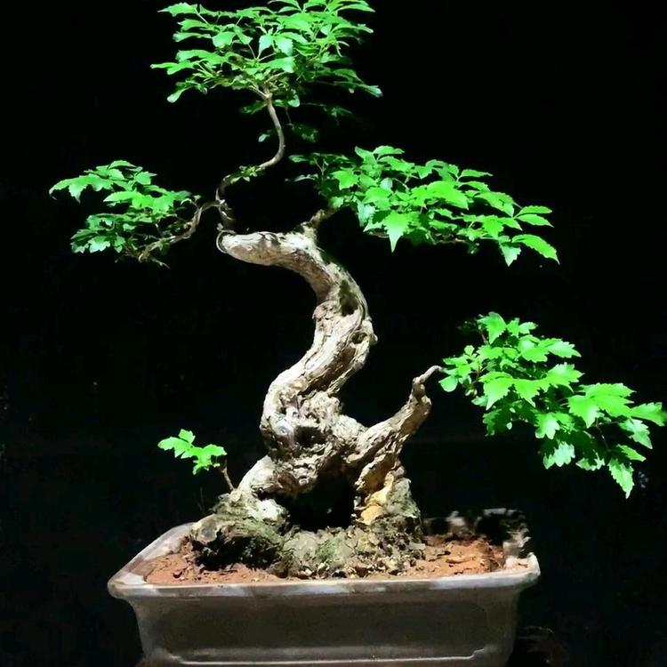 山里人老桩盆景
