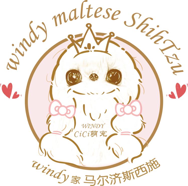 windy家马尔济斯西施
