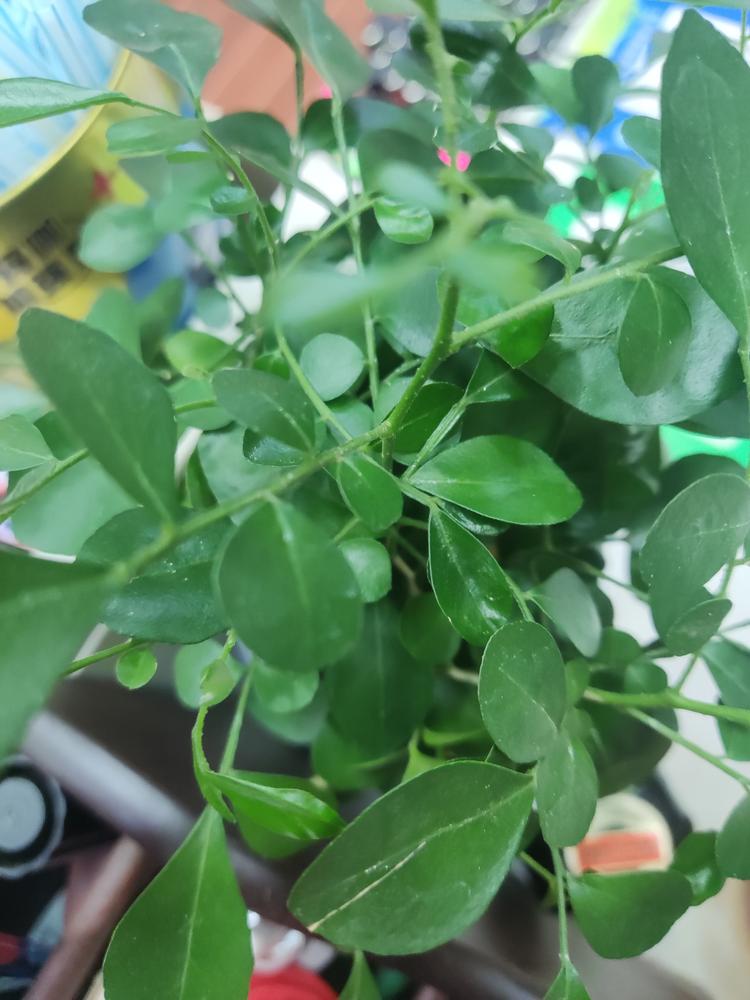 深圳市宝安区新瑞便利店的小店