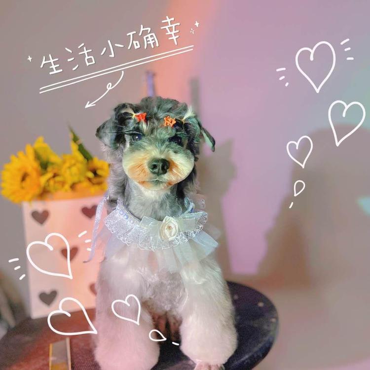 宏伟区萌萌哒高级宠物店的小店