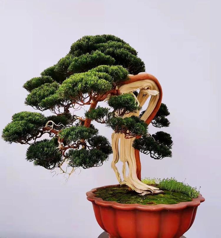 艺源盆景花卉